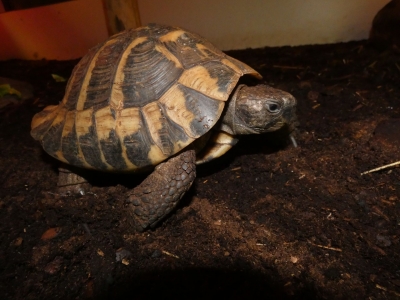 Vierteenlandschildpad - De Zonnegloed - Dierenpark - Dieren opvangcentrum - Sanctuary
